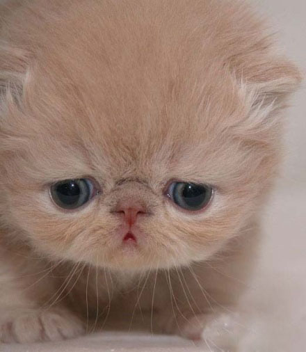 说的人家好伤心