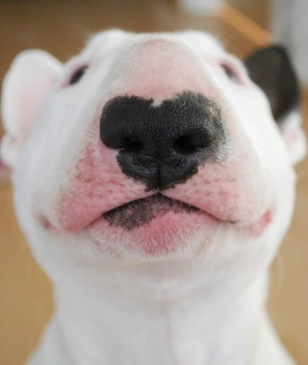 鼻子长成心型的狗狗